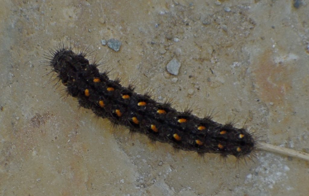 Identificazione bruco 2: Eilema complana - Erebidae